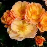 Amber Sun (Амбер Сан)